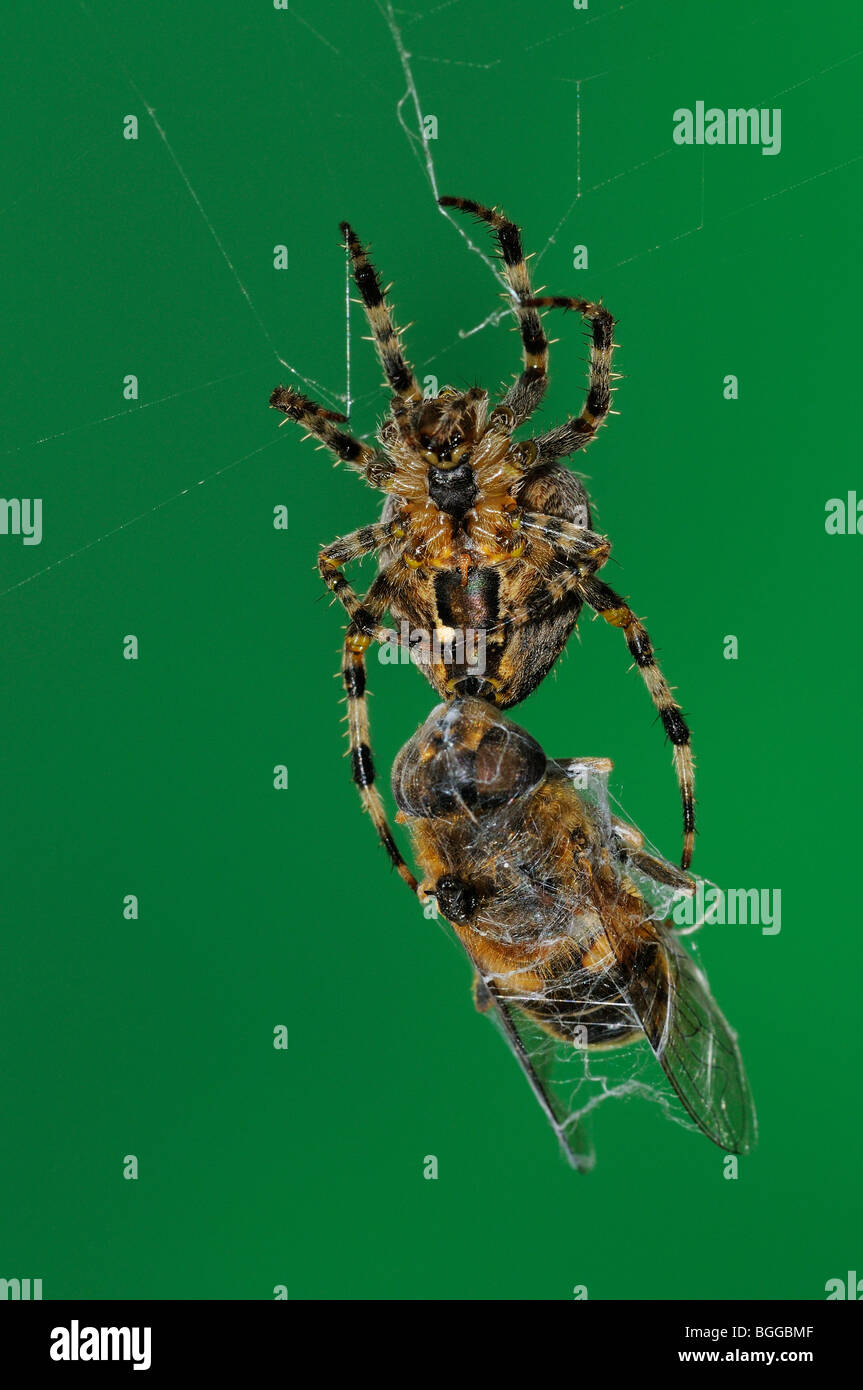 Giardino Orb Spider (Araneus diadematus) con catturato volare nel web, Oxfordshire, Regno Unito. Foto Stock