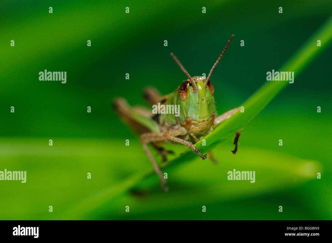 Prato Grasshopper (Chorthippus parallelus) in appoggio sulla lama di erba, Oxfordshire, Regno Unito. Foto Stock