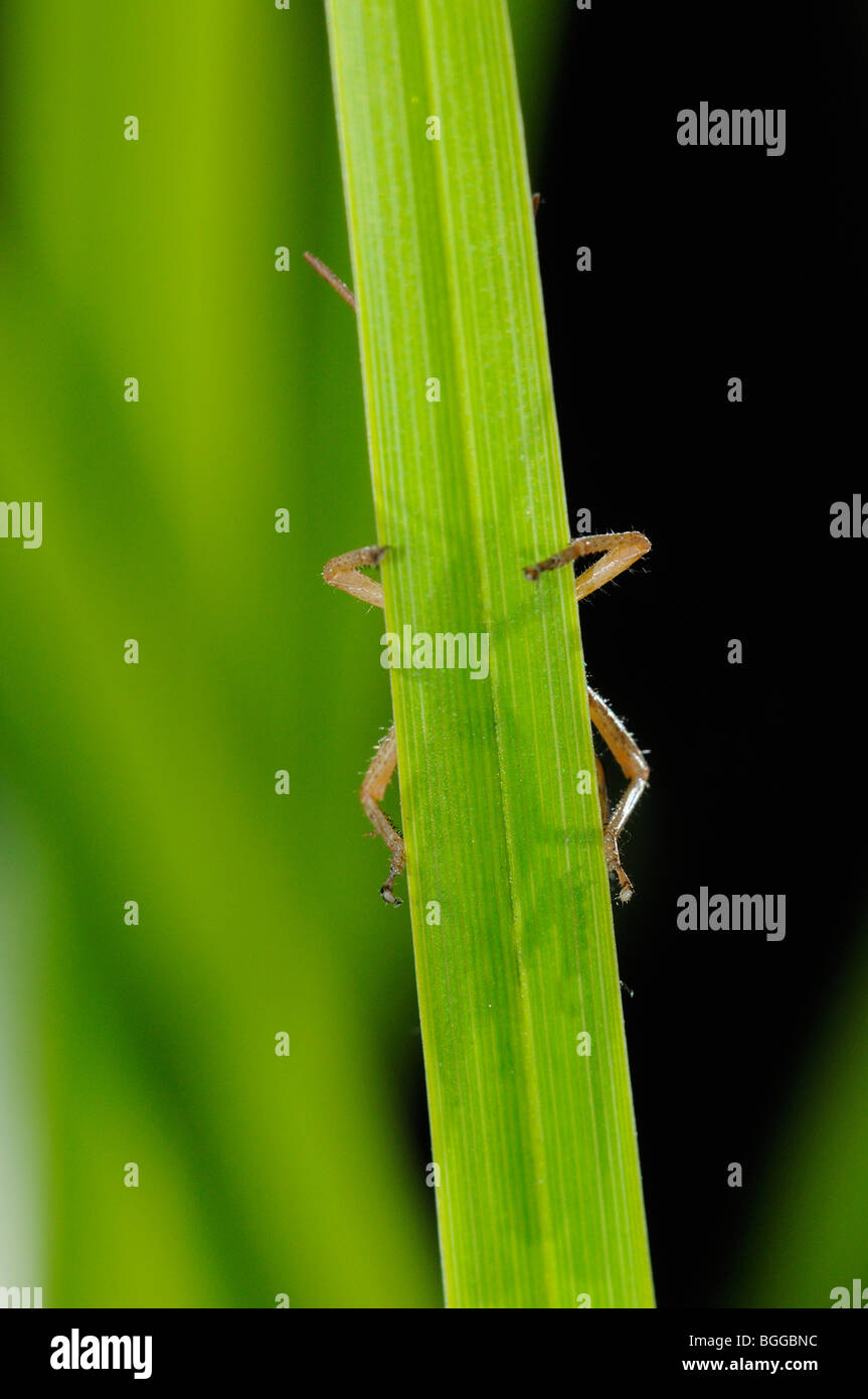 Prato Grasshopper (Chorthippus parallelus) in appoggio sulla lama di erba, Oxfordshire, Regno Unito. Foto Stock
