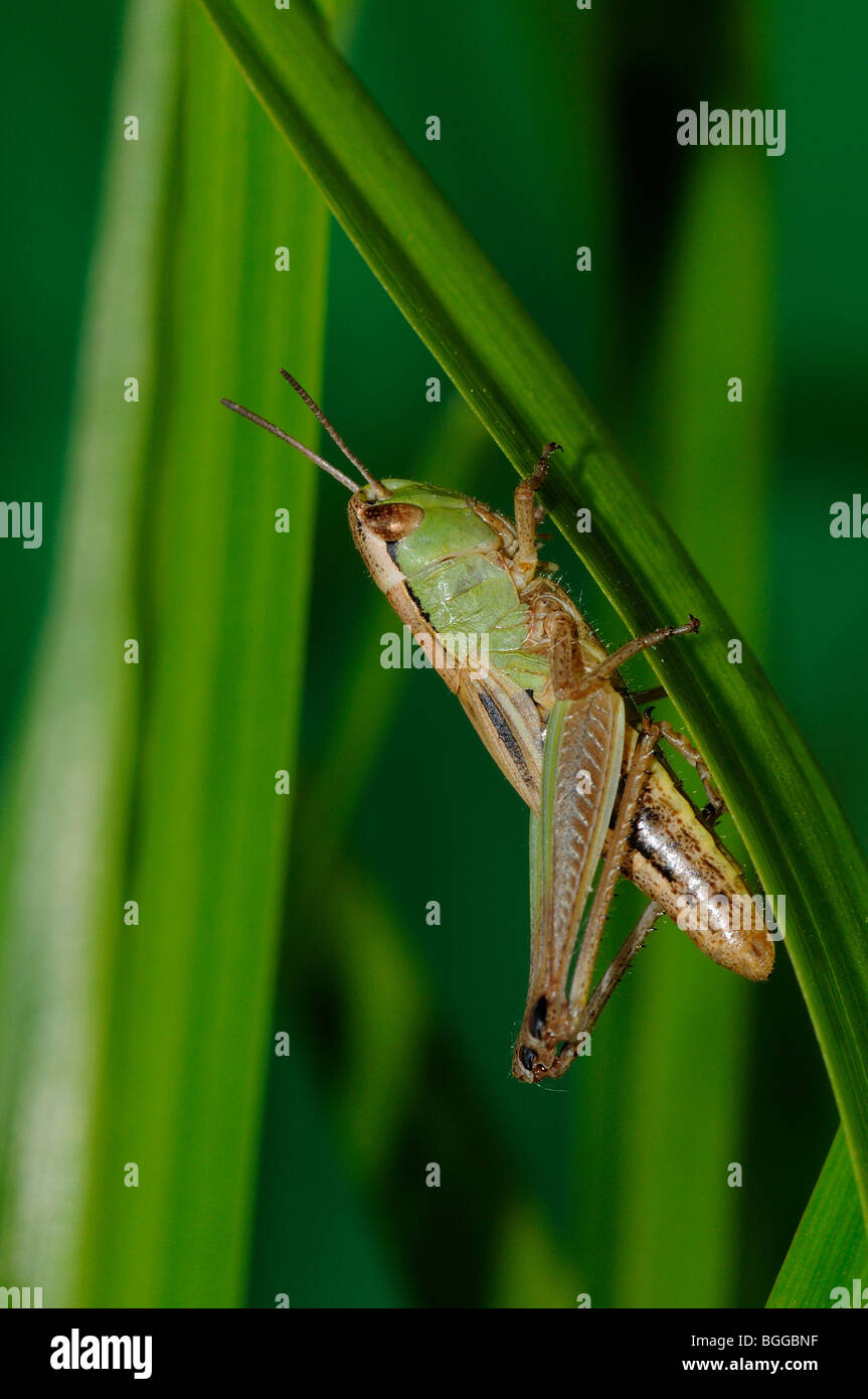 Prato Grasshopper (Chorthippus parallelus) in appoggio sulla lama di erba, Oxfordshire. Foto Stock
