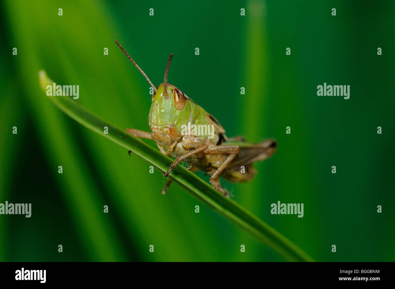 Prato Grasshopper (Chorthippus parallelus) in appoggio sulla lama di erba, Oxfordshire. Foto Stock