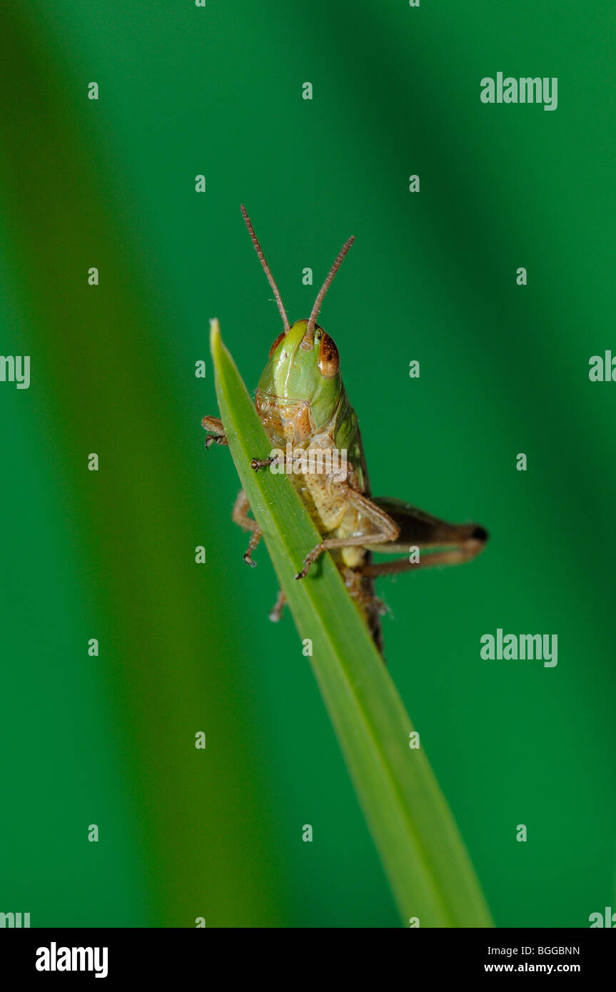 Prato Grasshopper (Chorthippus parallelus) in appoggio sulla lama di erba, Oxfordshire. Foto Stock