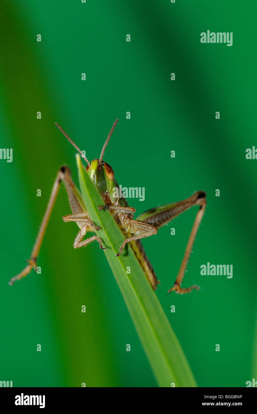 Prato Grasshopper (Chorthippus parallelus) in appoggio sulla lama di erba, Oxfordshire, Regno Unito. Foto Stock