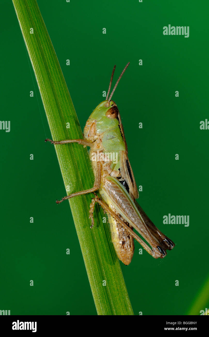 Prato Grasshopper (Chorthippus parallelus) in appoggio sulla lama di erba, Oxfordshire, Regno Unito. Foto Stock