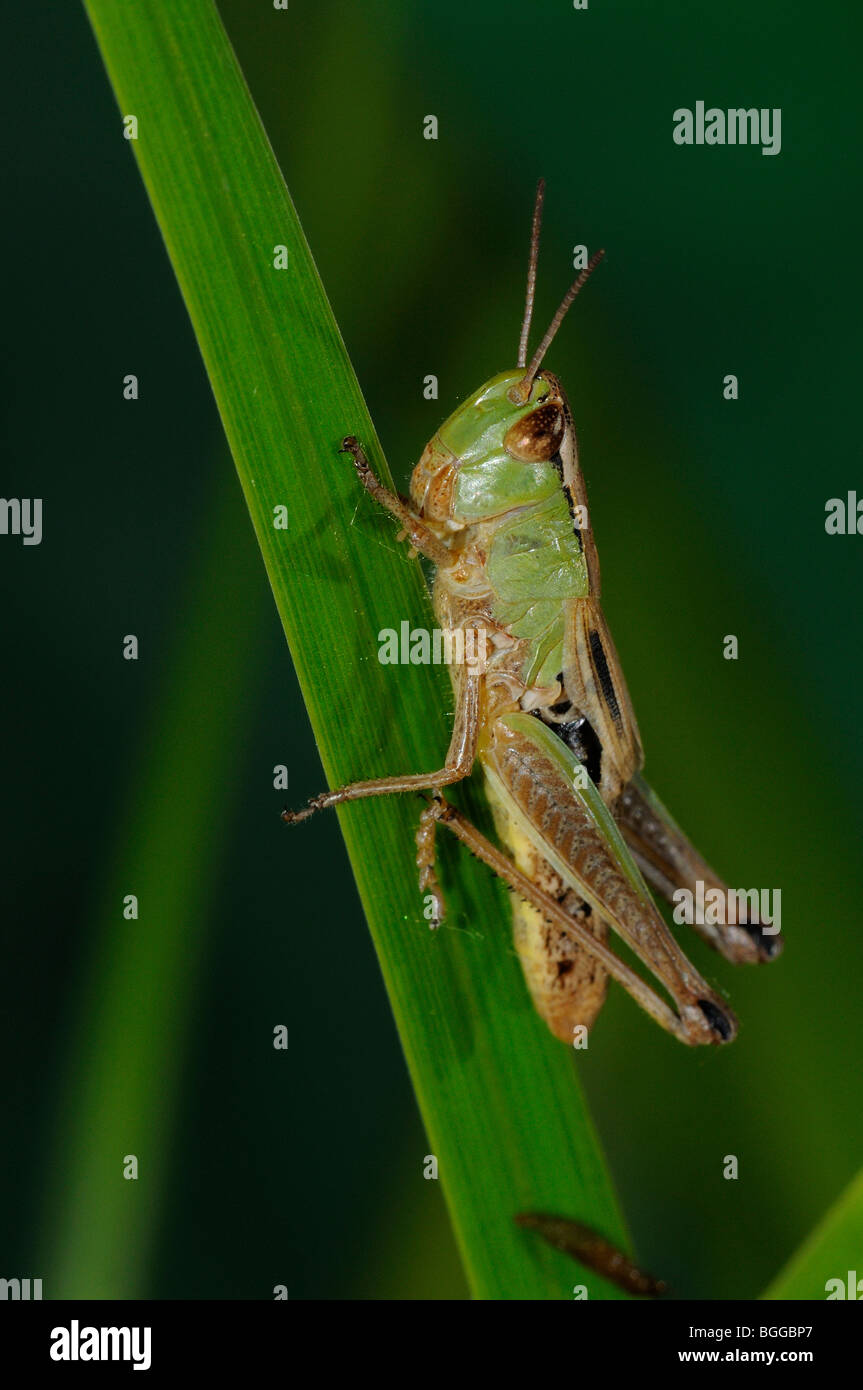 Prato Grasshopper (Chorthippus parallelus) in appoggio sulla lama di erba, Oxfordshire, Regno Unito. Foto Stock