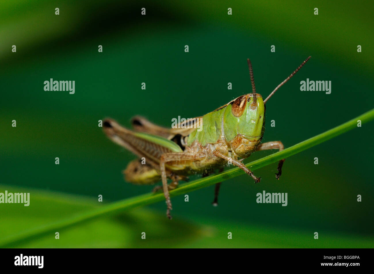 Prato Grasshopper (Chorthippus parallelus) in appoggio sulla lama di erba, Oxfordshire, Regno Unito. Foto Stock