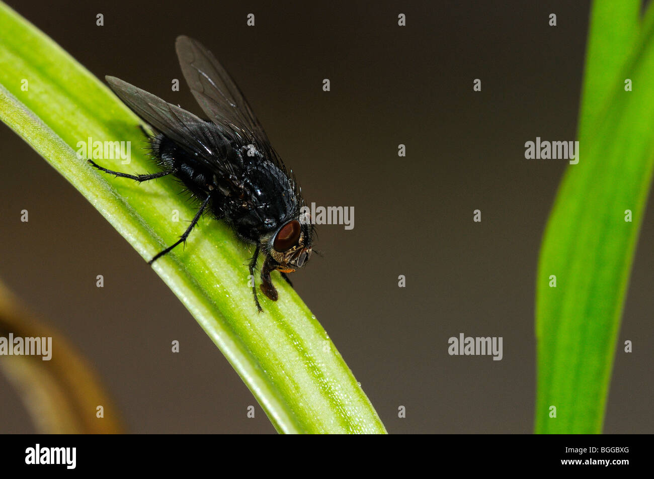 Mosca di casa (Musca domestica) in appoggio sulla pianta di casa, Oxfordshire, Regno Unito. Foto Stock