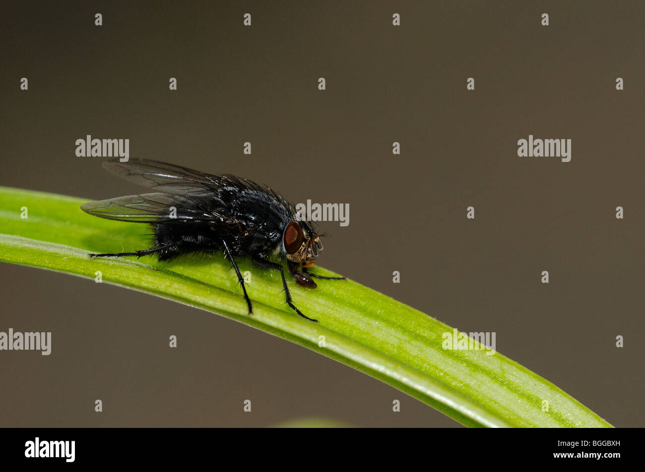 Mosca di casa (Musca domestica) in appoggio sulla pianta di casa, Oxfordshire, Regno Unito. Foto Stock