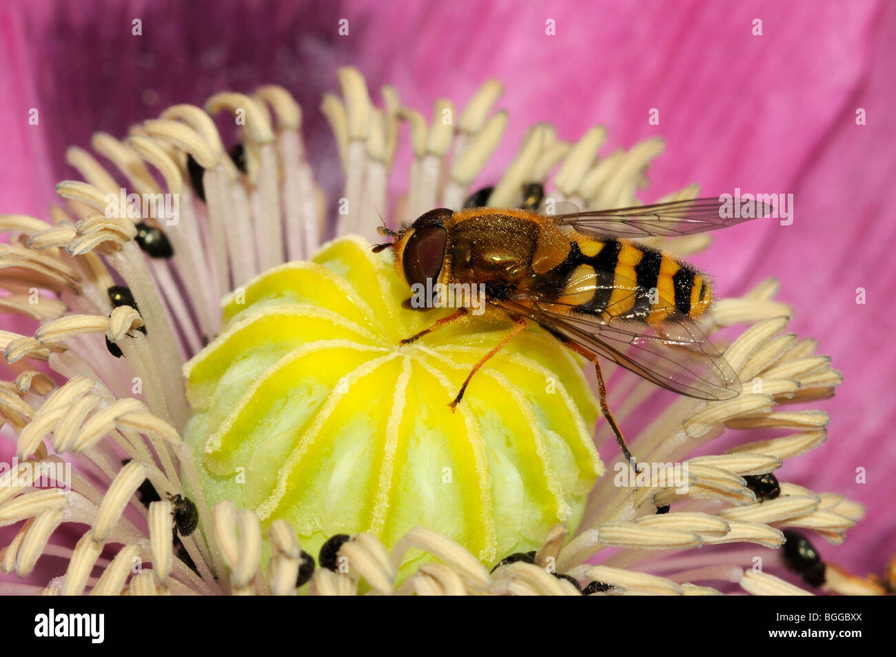 Hoverfly (Xanthogramma pedissequum) appoggiata sul fiore di papavero, Oxfordshire, Regno Unito. Foto Stock
