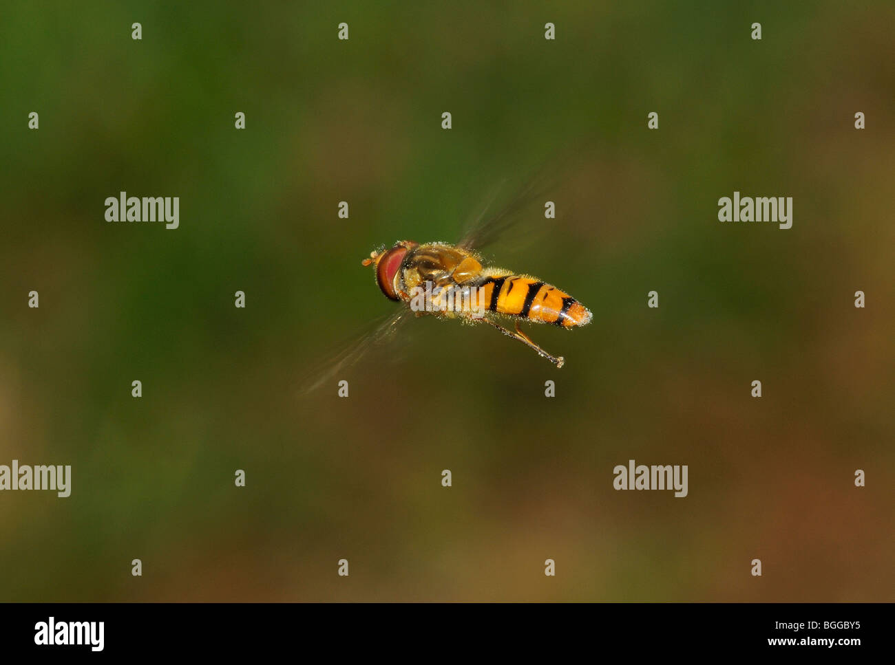 Hoverfly (Episyrphus balteatus) in volo, Oxfordshire, Regno Unito. Foto Stock