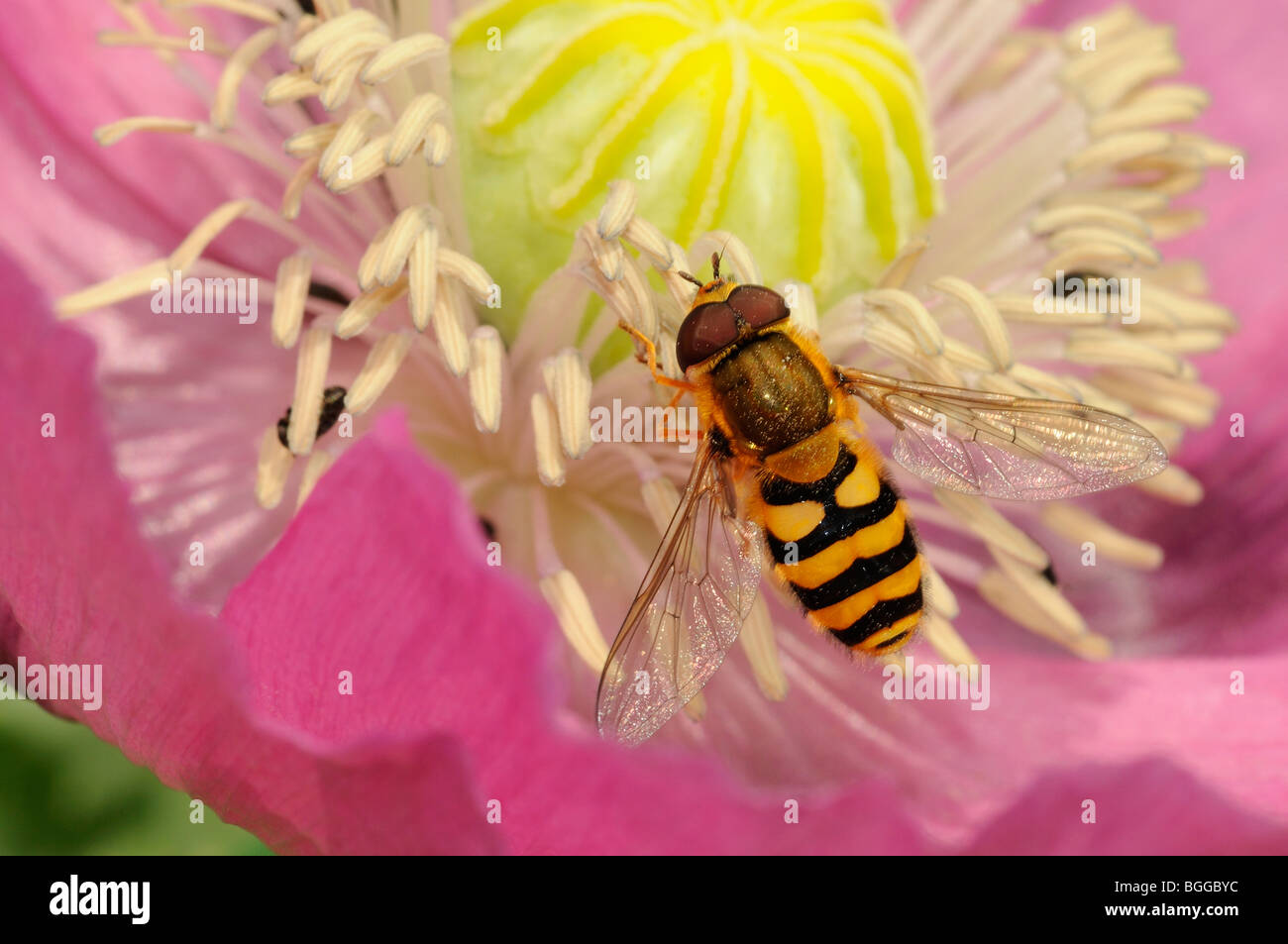 Hoverfly (Xanthogramma pedissequum) appoggiata sul fiore di papavero, Oxfordshire, Regno Unito. Foto Stock