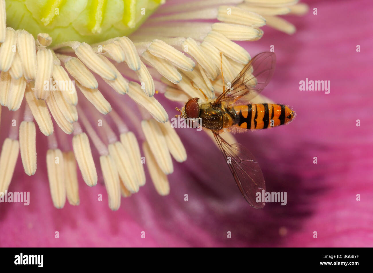 Hoverfly (Episyrphus balteatus) appoggiata sul fiore di papavero, Oxfordshire, Regno Unito. Foto Stock