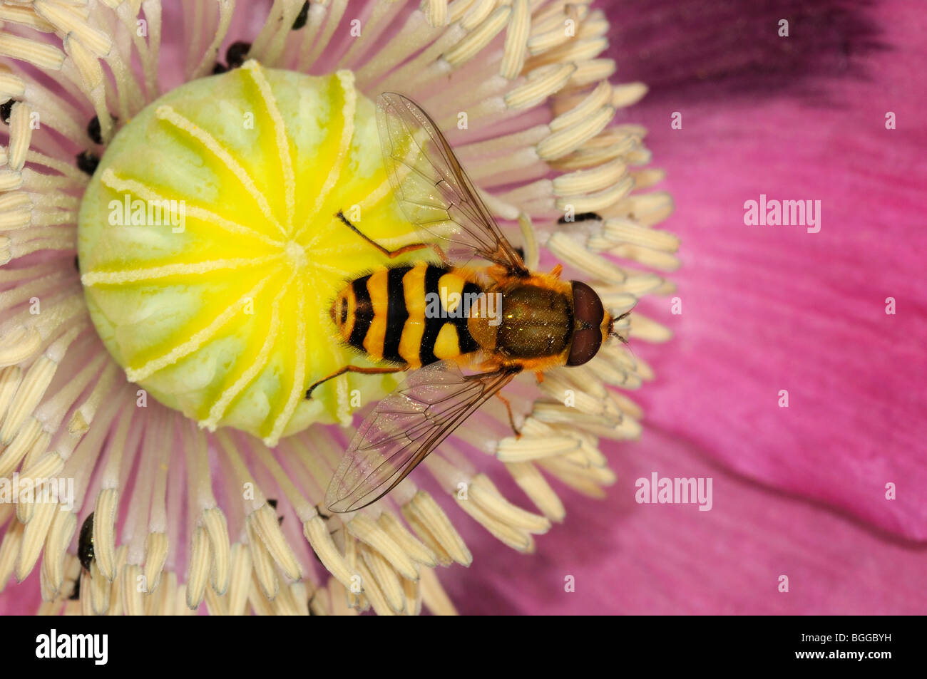 Hoverfly (Xanthogramma pedissequum) appoggiata sul fiore di papavero, Oxfordshire, Regno Unito. Foto Stock