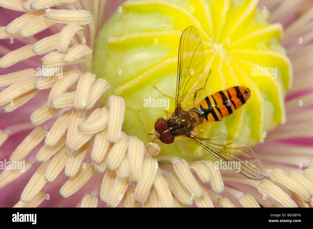 Hoverfly (Episyrphus balteatus) appoggiata sul fiore di papavero, Oxfordshire, Regno Unito. Foto Stock