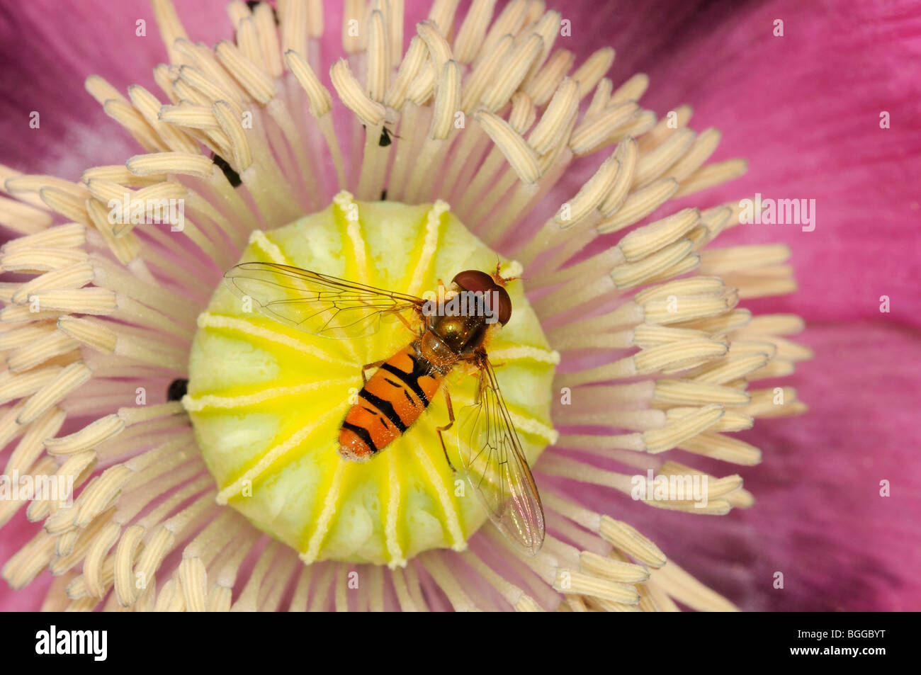 Hoverfly (Episyrphus balteatus) appoggiata sul fiore di papavero, Oxfordshire, Regno Unito. Foto Stock