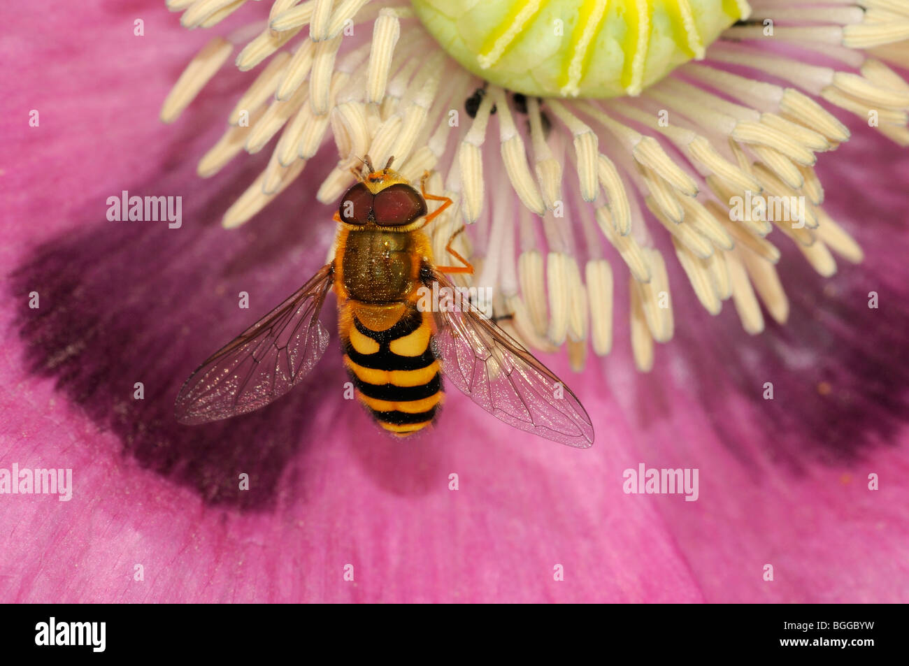 Hoverfly (Xanthogramma pedissequum) appoggiata sul fiore di papavero, Oxfordshire, Regno Unito. Foto Stock