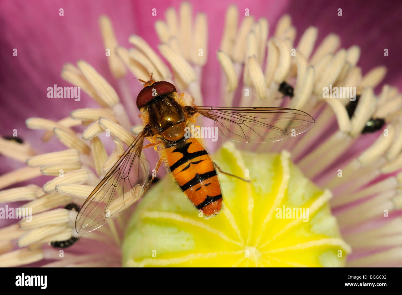 Hoverfly (Episyrphus balteatus) appoggiata sul fiore di papavero, Oxfordshire, Regno Unito. Foto Stock
