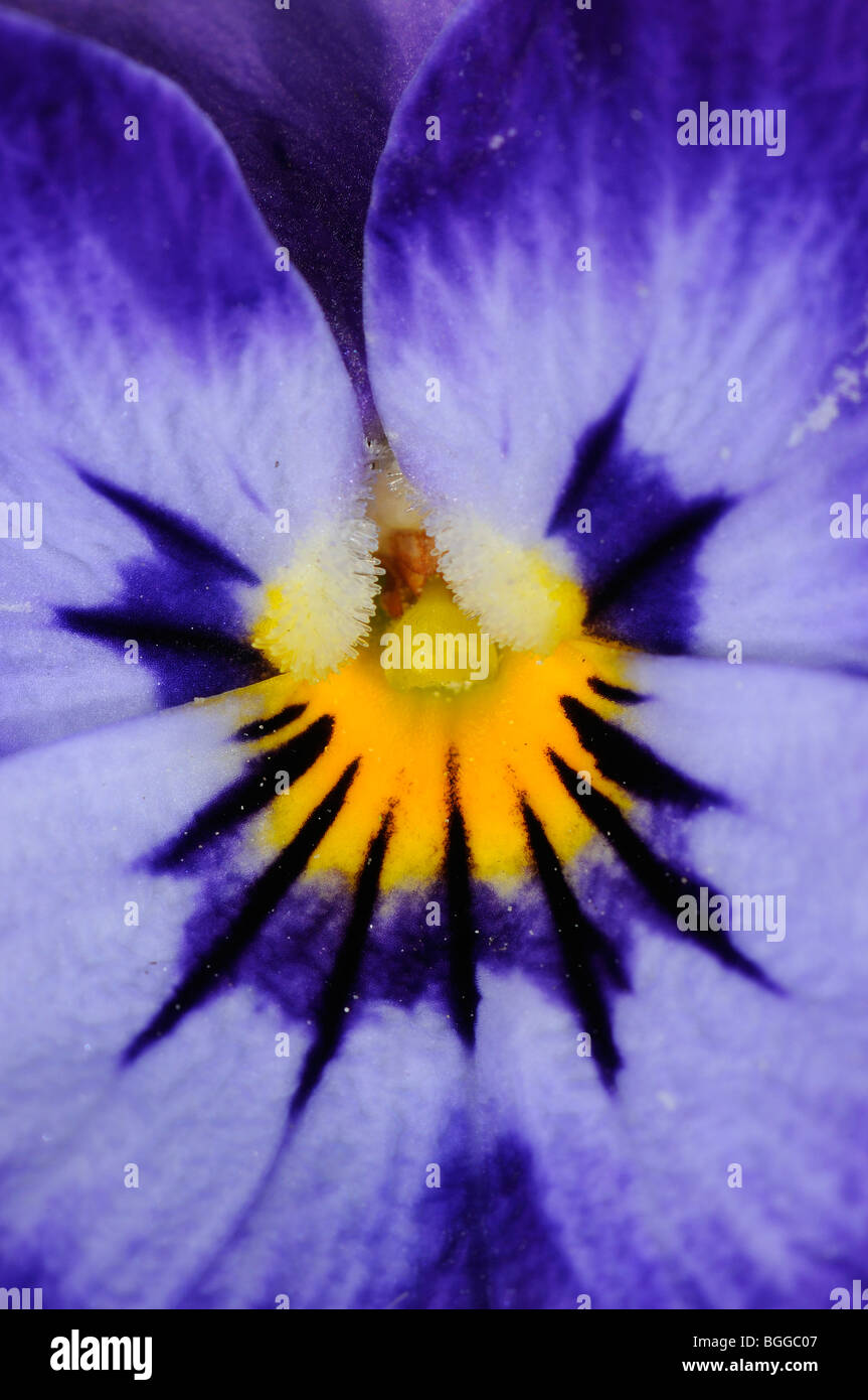 Fiore di Iris Iris (specie) blu, close-up che mostra i dettagli di petalo, Oxfordshire, Regno Unito. Foto Stock
