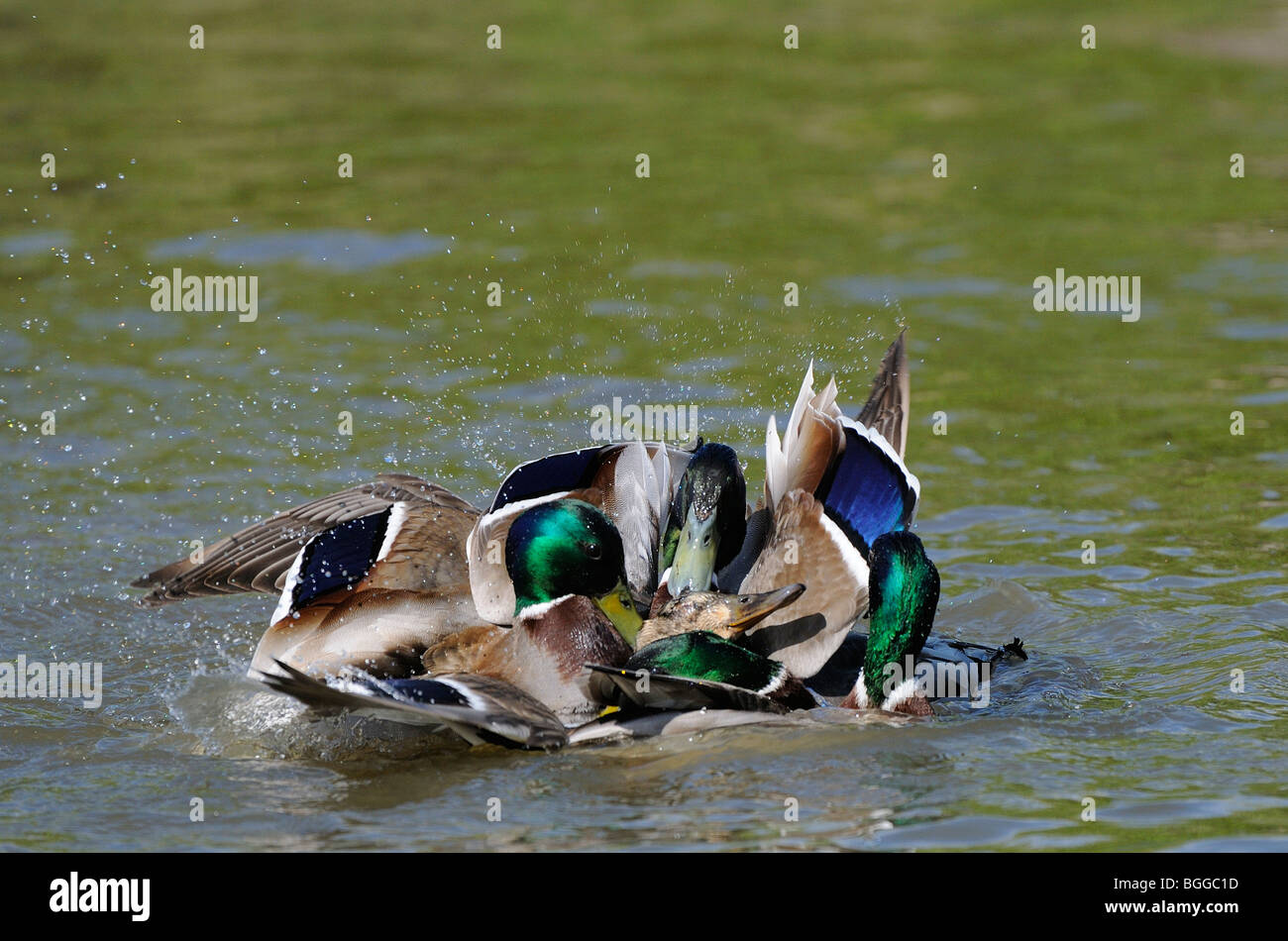 Mallard Duck (Anas platyrhynchos) gruppo di maschi cercando di maschio con una femmina solitaria sull'acqua, Oxfordshire, Regno Unito. Foto Stock