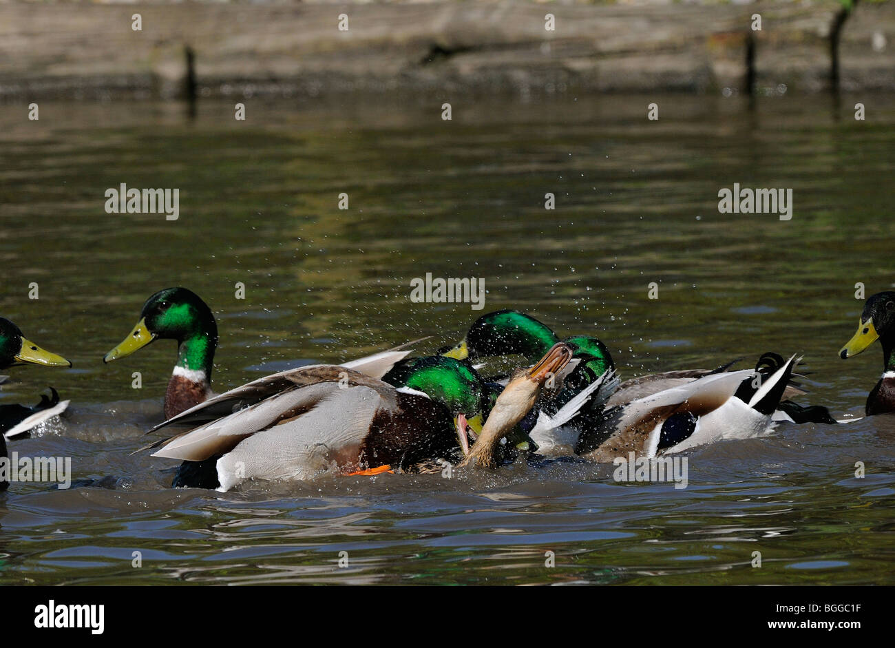 Mallard Duck (Anas platyrhynchos) gruppo di maschi cercando di accoppiarsi con la femmina solitaria sull'acqua, Oxfordshire, Regno Unito. Foto Stock