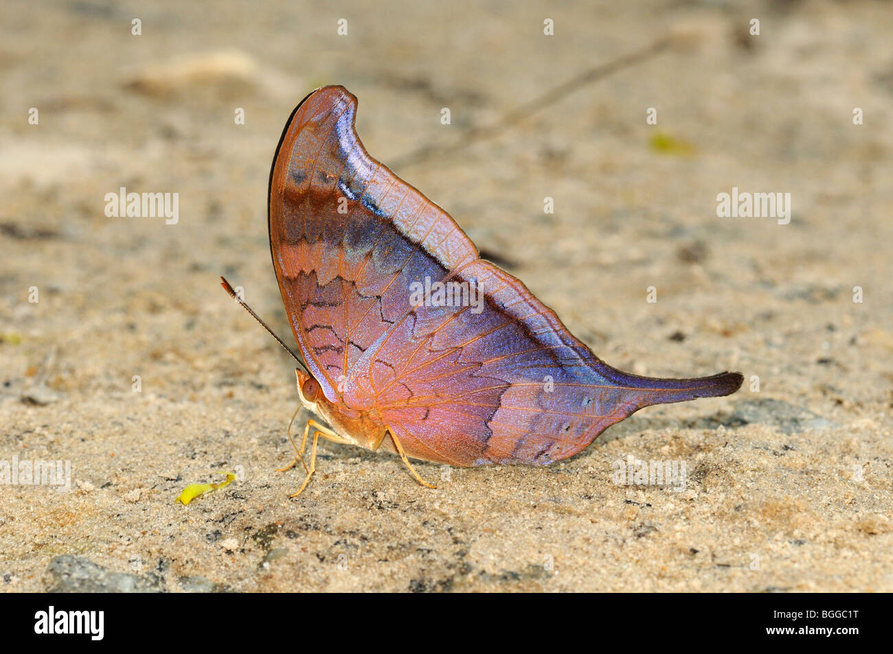 Tutelina Daggerwing Butterfly (Marpesia tutelina) sul suolo alimentare sui minerali, Alta Floresta, Brasile. Foto Stock