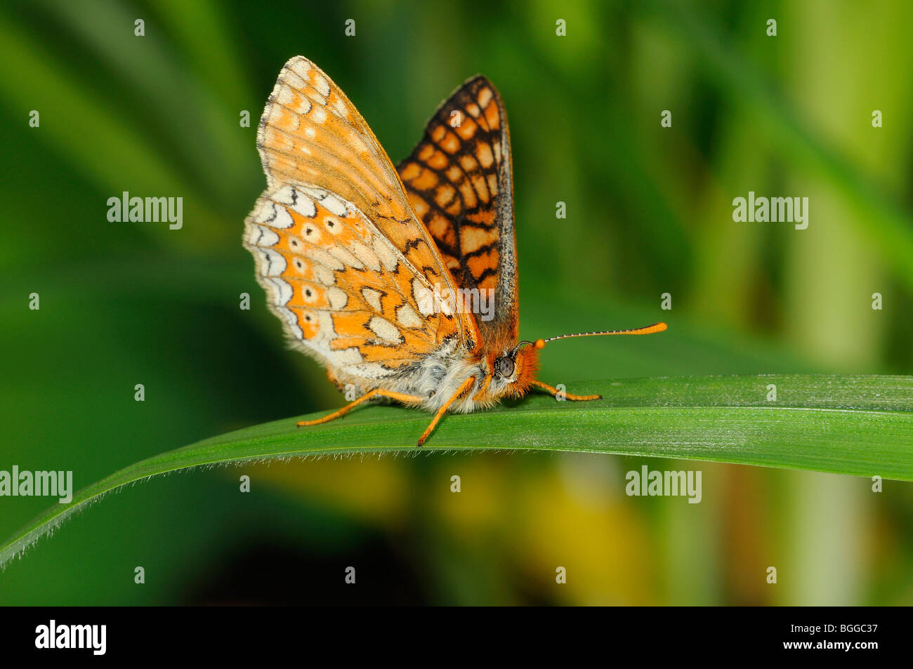 Marsh Fritillary Butterfly (Eurodryas aurinia) in appoggio sulla lama di erba, Oxfordshire, Regno Unito. Foto Stock