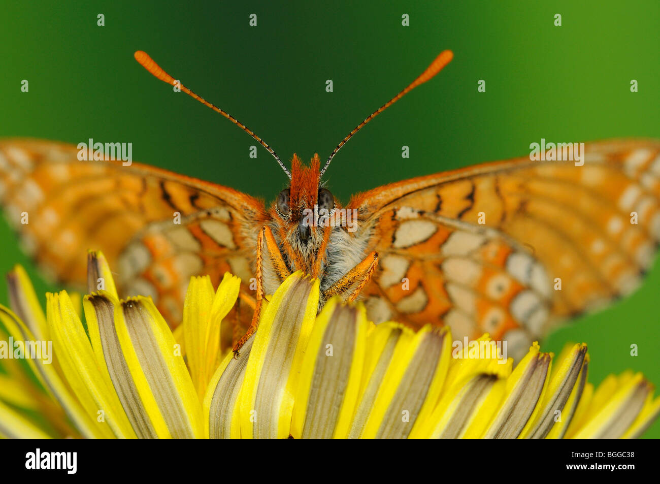 Marsh Fritillary Butterfly (Eurodryas aurinia) appoggiata sul fiore, Oxfordshire, Regno Unito. Foto Stock