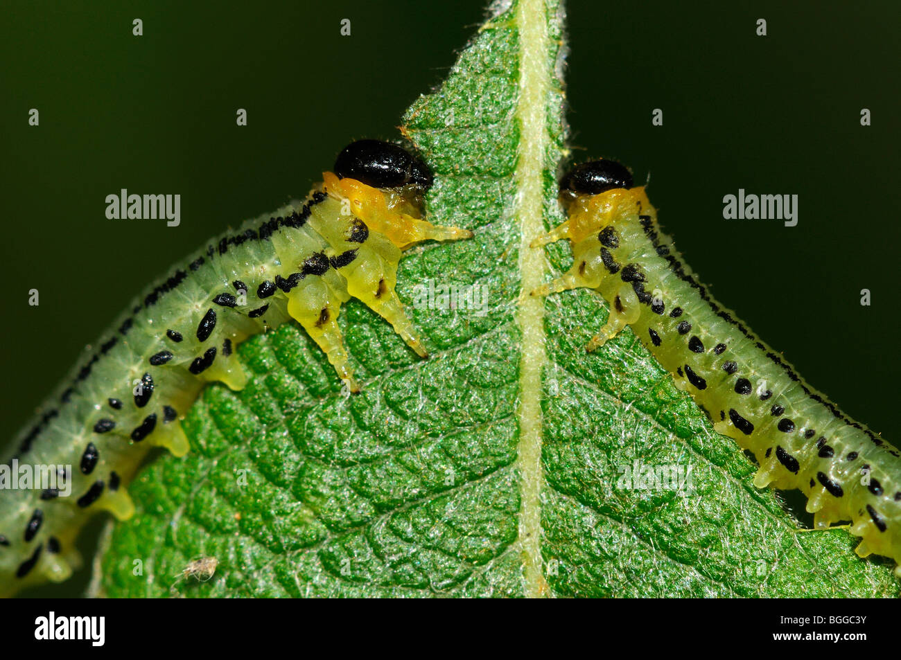 Willow Sawfly (Nematus pavidus) di alimentazione delle larve di capra Willow (Salix caprea) Oxfordshire, Regno Unito. Foto Stock