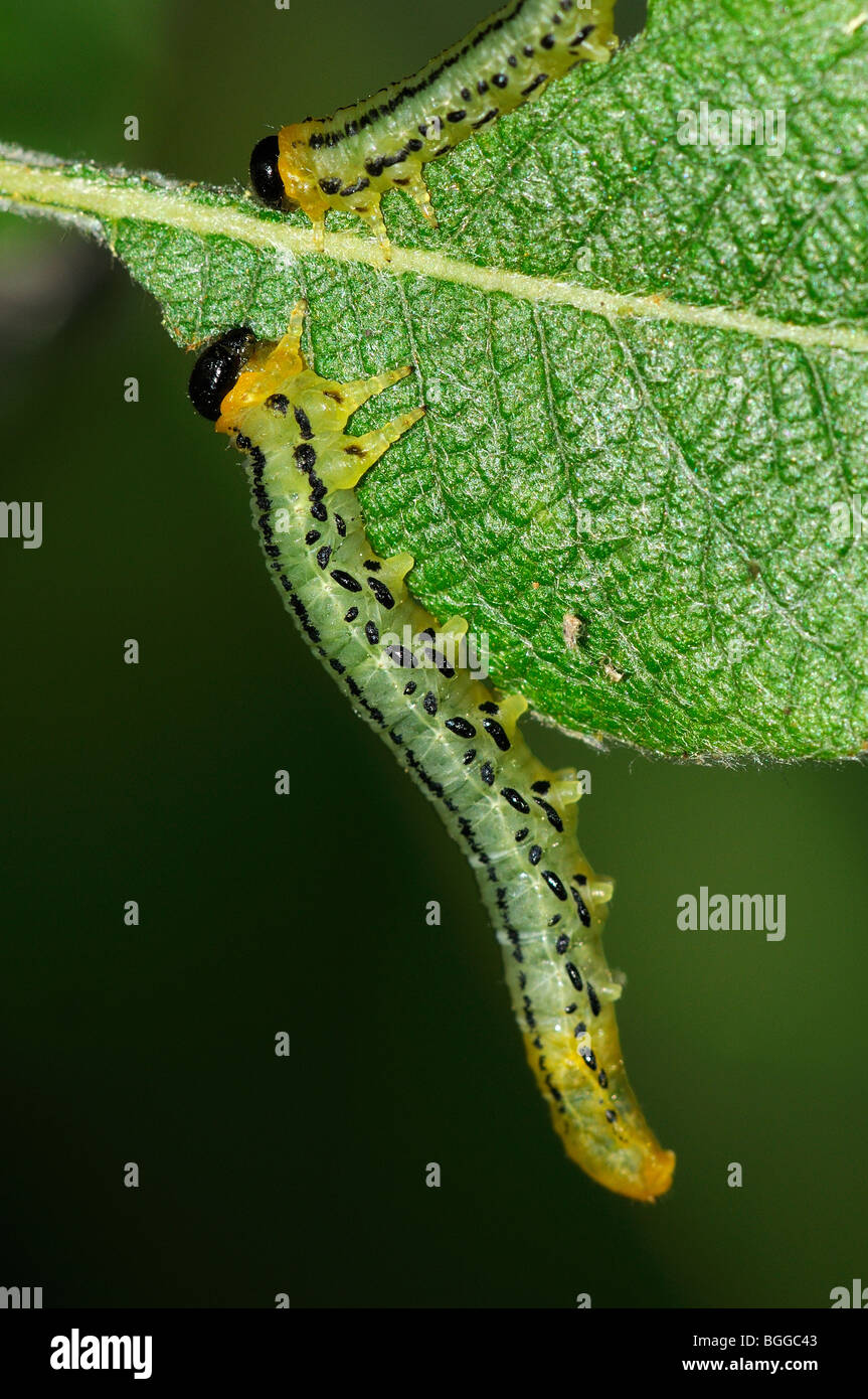 Willow Sawfly larve (Nematus pavidus) alimentazione su Salix caprea (Capra Willow) Oxfordshire, Regno Unito. Foto Stock