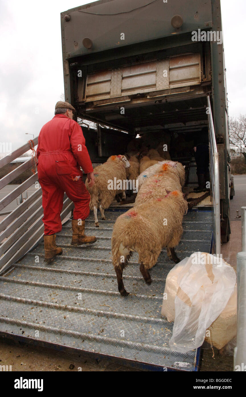 Pecore essendo caricati in camion Foto Stock