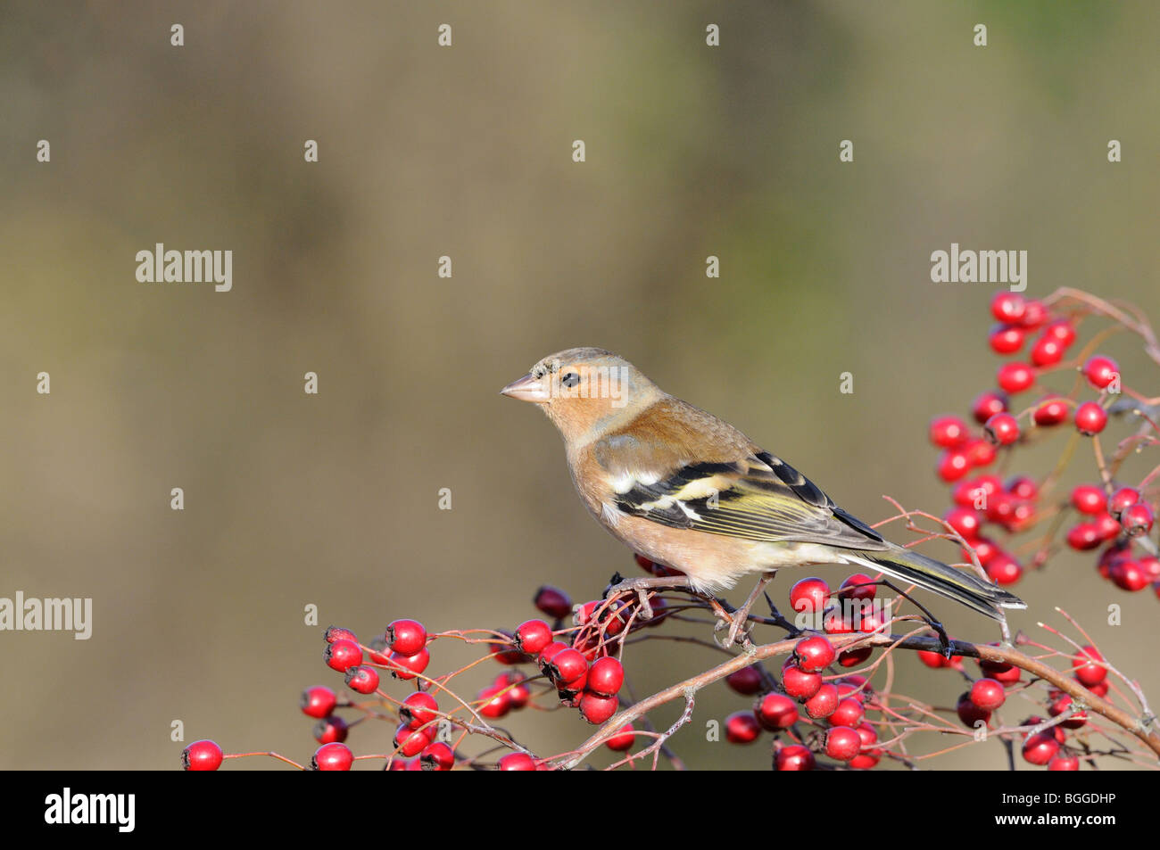 (Fringuello fringilla coelebs) maschio appollaiato sulla boccola di biancospino, Norfolk, Regno Unito, novembre Foto Stock