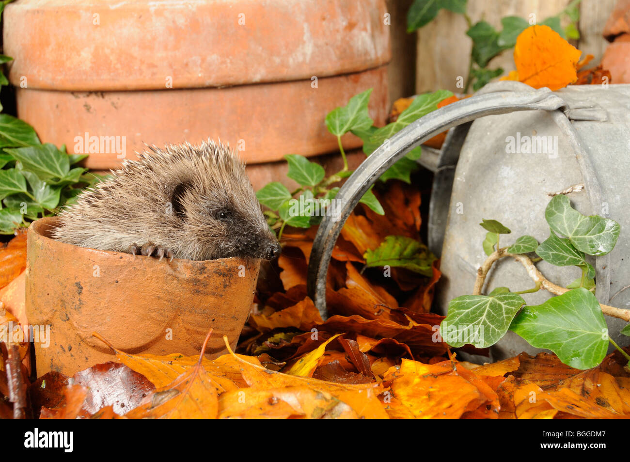 Riccio (Erinaceus europaeus) foraggio per il cibo in giardino urbano tra vasi di terracotta e di foglie di autunno. Regno Unito Foto Stock