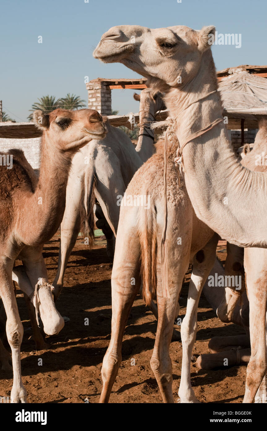 I cammelli per la vendita in un mercato di bestiame nei pressi di Aswan nella valle del Nilo Foto Stock