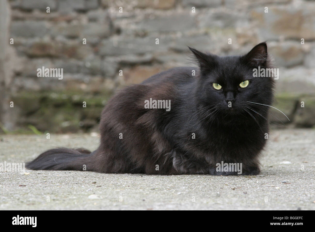 Il gatto domestico (Felis silvestris felis catus). Maschio nero in un cortile. Foto Stock