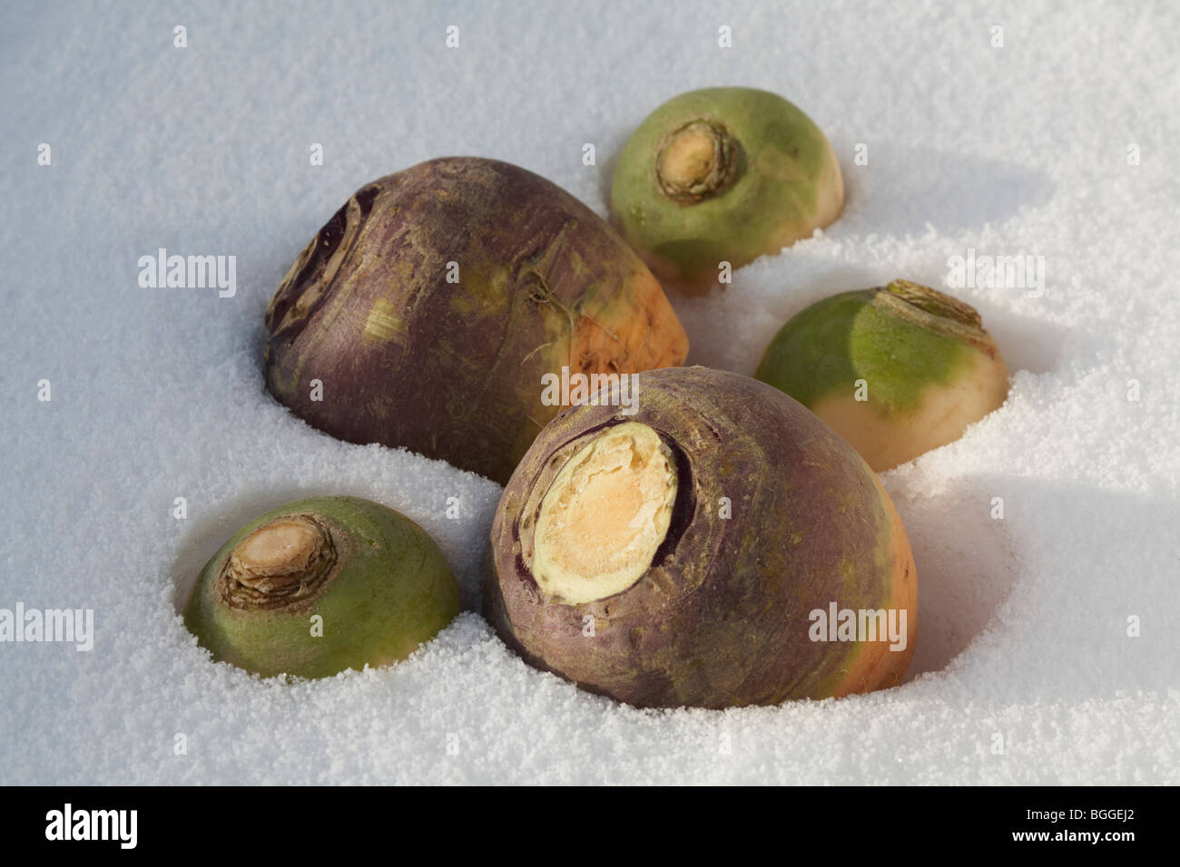 Rutabaga Rutabaga Brassica napobrassica rifilando la posa in inverno la neve con le rape Manchester varietà sul mercato Foto Stock