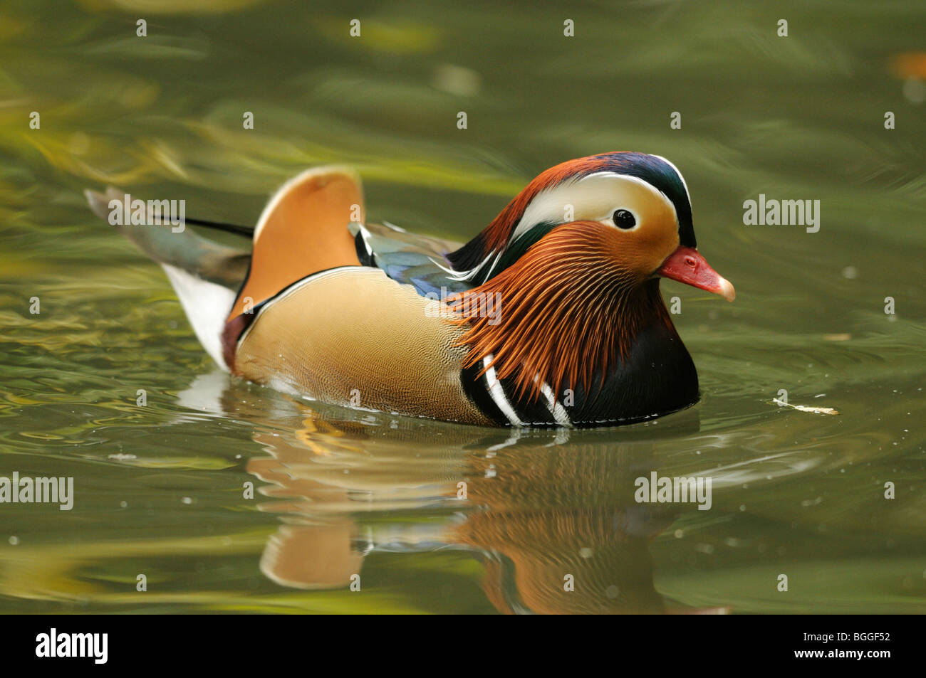 Anatra di mandarino (Aix galericulata), il giardino zoologico di Augsburg, Germania, vista laterale Foto Stock