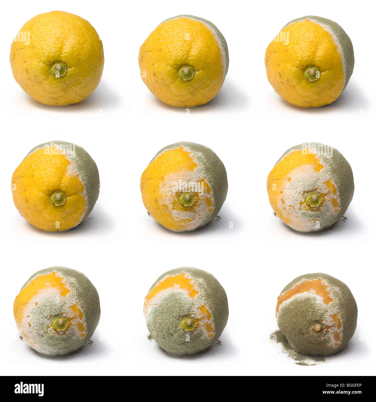 Il comune verificarsi di penicillium stampo su un decadimento limone (Citrus limon). Moisissure (Penicillium sp) attaquant cedro delle Nazioni Unite. Foto Stock