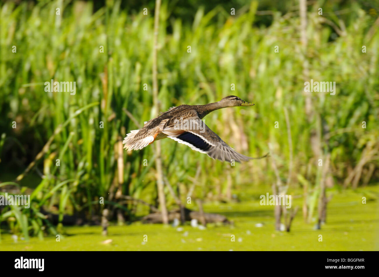 Mallard duck (Anas platyrhynchos) battenti, vista laterale Foto Stock