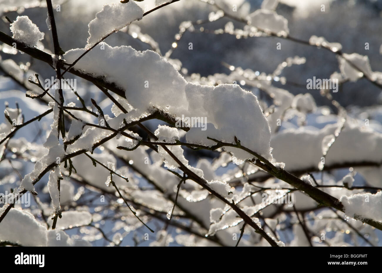 Piccoli rami di un albero sono coperti di neve Foto Stock
