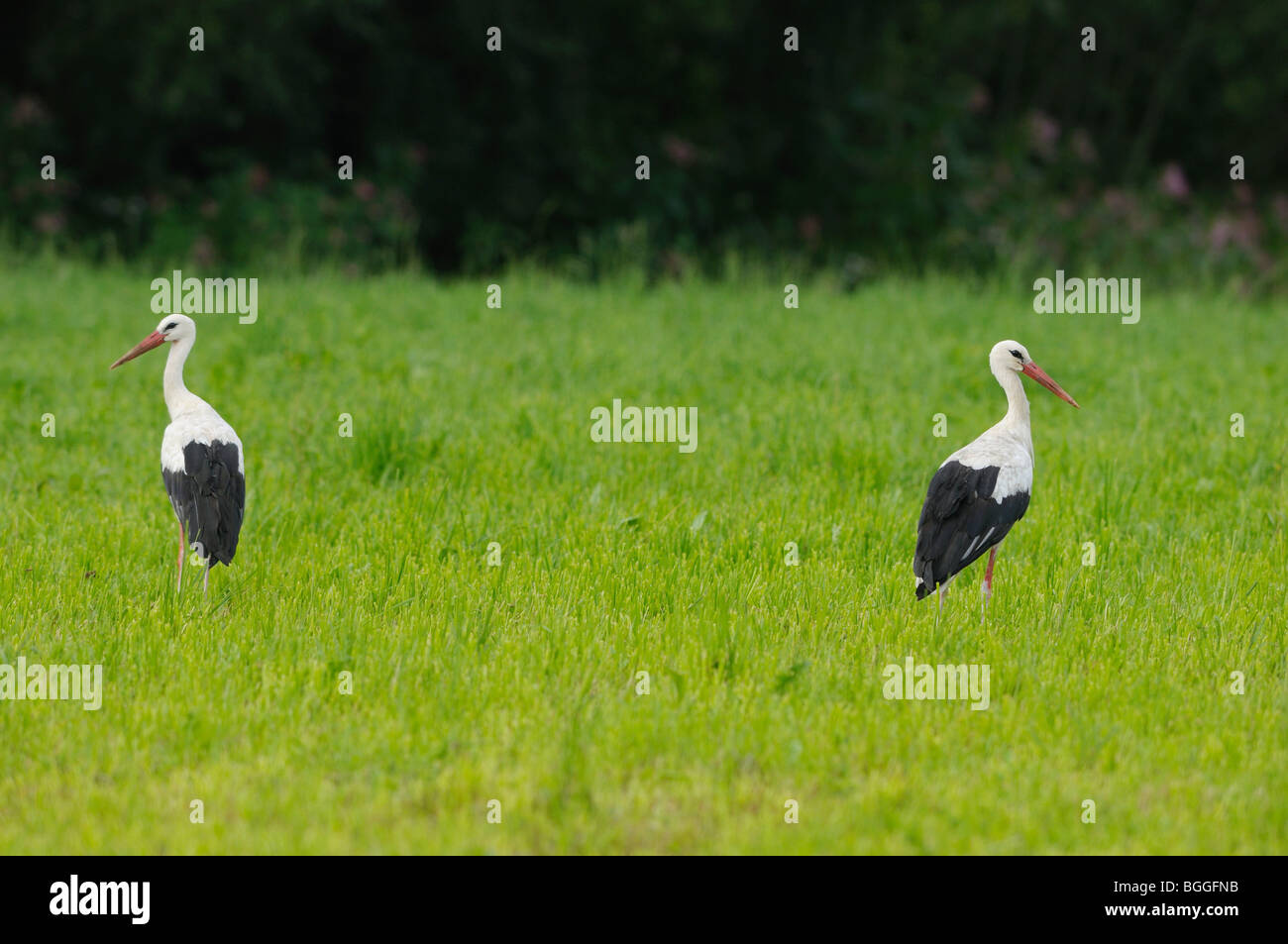 Due Cicogna bianca (Ciconia ciconia) sul prato, Stiria, Austria Foto Stock