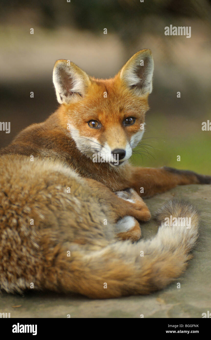 Red Fox (Vulpes vulpes vulpes) giacente, di fronte alla fotocamera, close-up Foto Stock