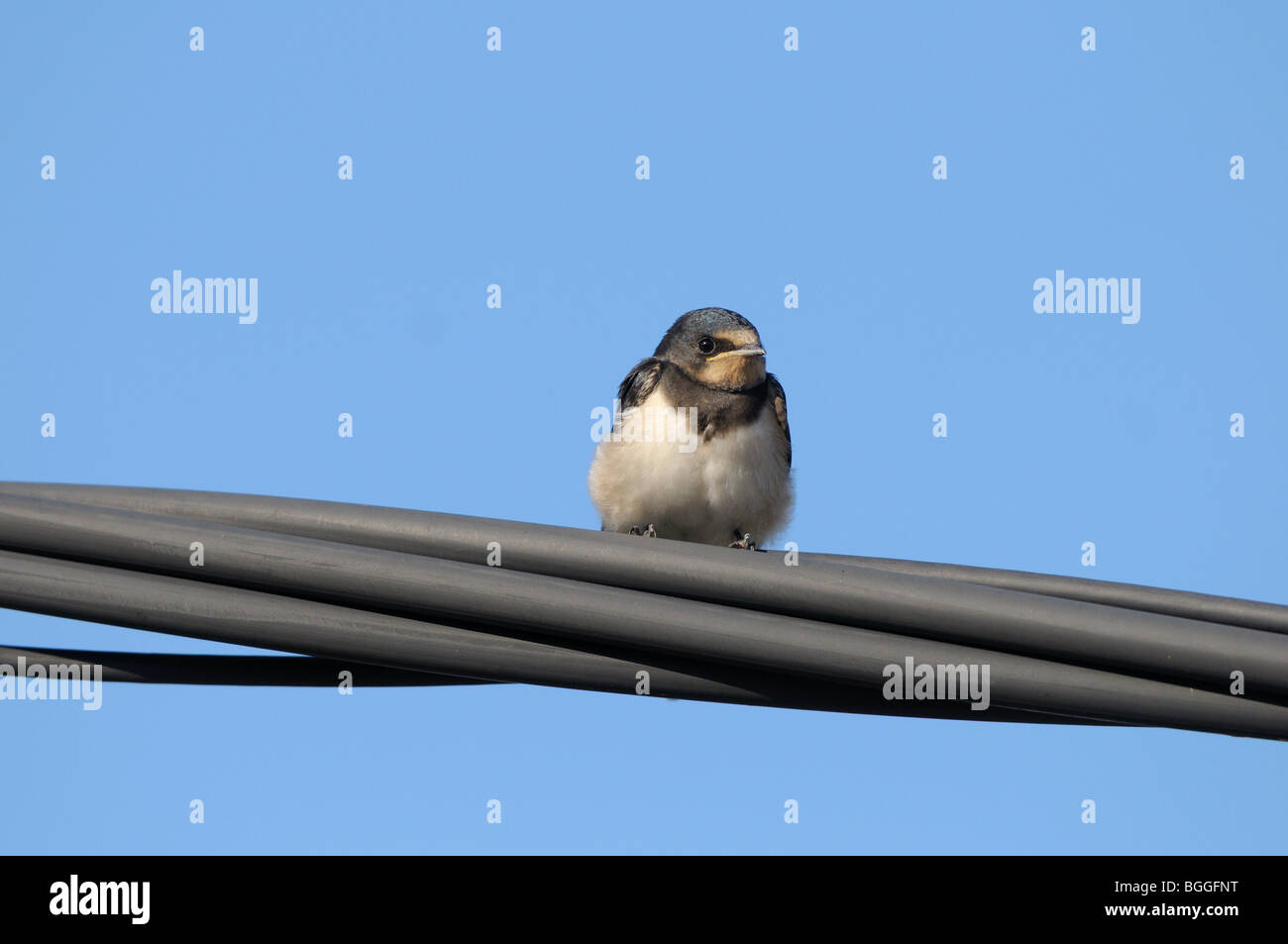 Barn Swallow (Hirundo rustica) seduto su una linea di alimentazione, vicino a basso angolo di visione Foto Stock