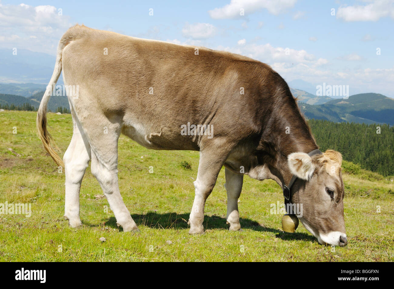 Il pascolo di vacca, Stiria, Austria, vista laterale Foto Stock