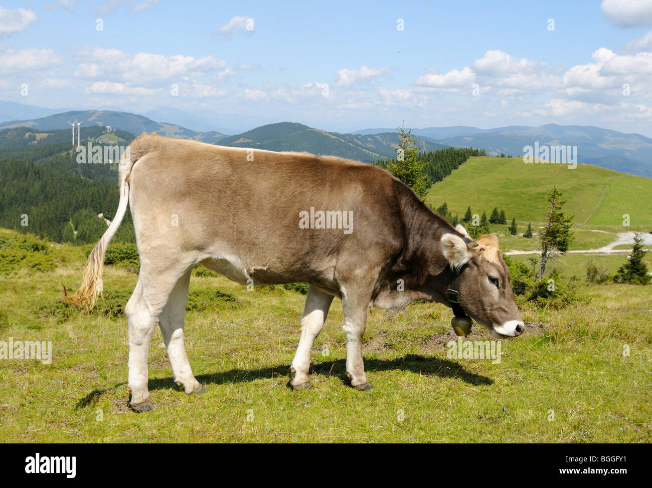 Il pascolo di vacca, Stiria, Austria, vista laterale Foto Stock
