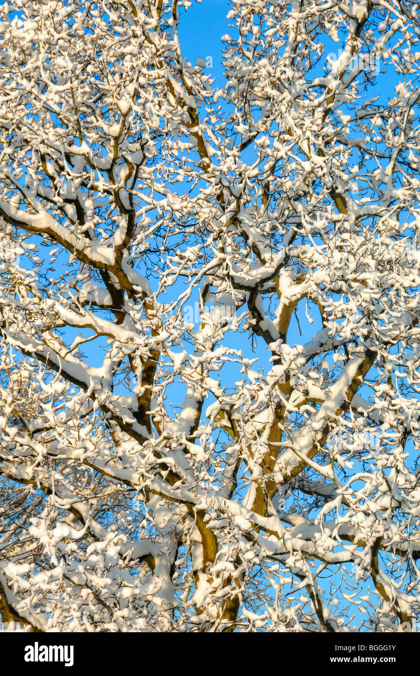 L'impatto di venti centimetri di neve su un albero di quercia in East Sussex Foto Stock