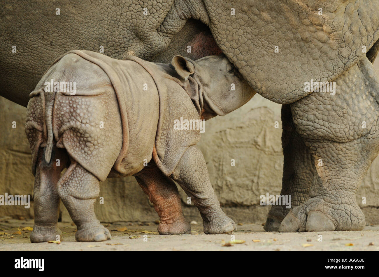 Il rinoceronte indiano e giovane cervo Foto Stock