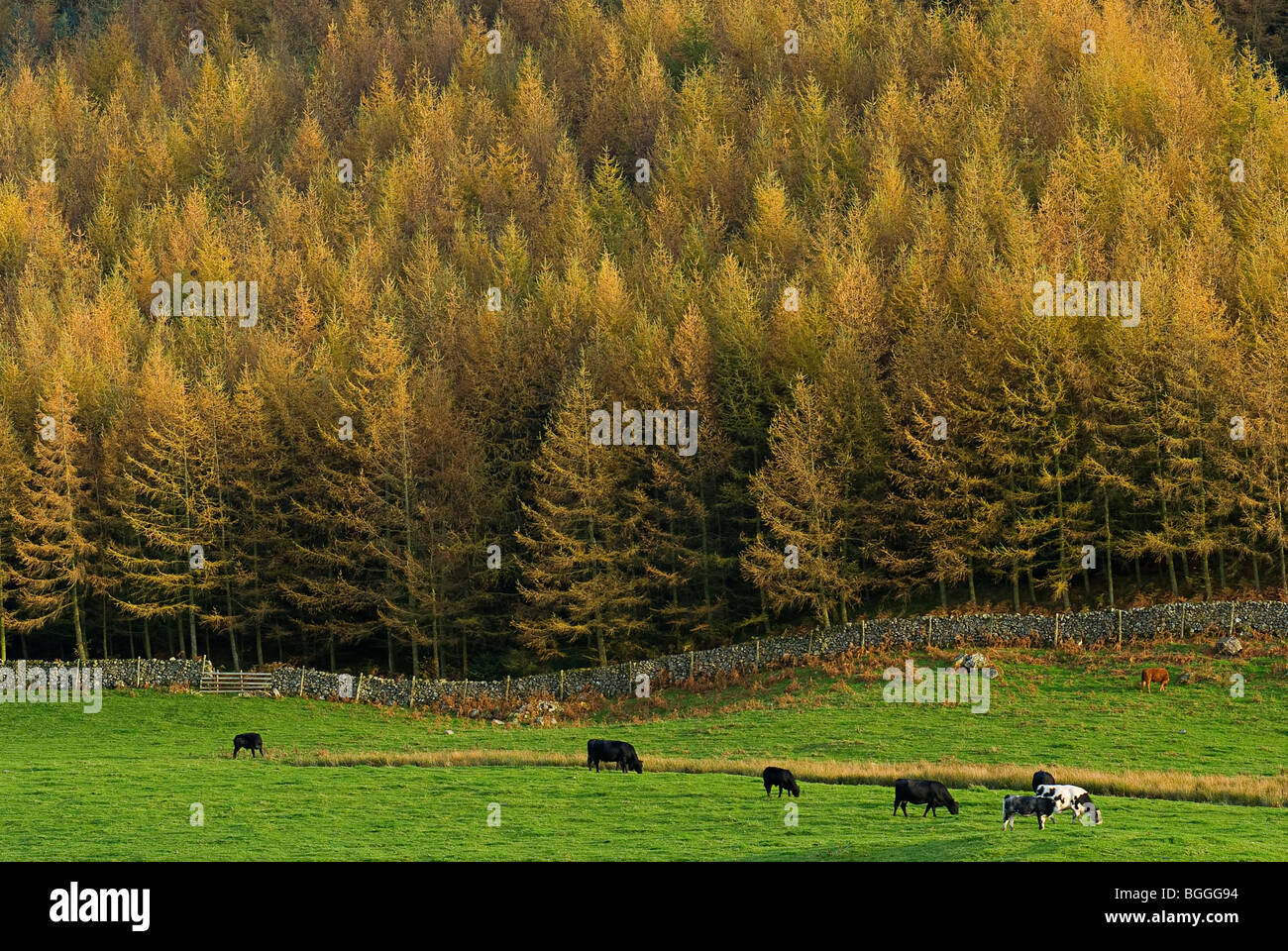 Un grafico immagine orizzontale con golden feathery alberi di pino in pieno colore di autunno ed un campo con le mucche Foto Stock