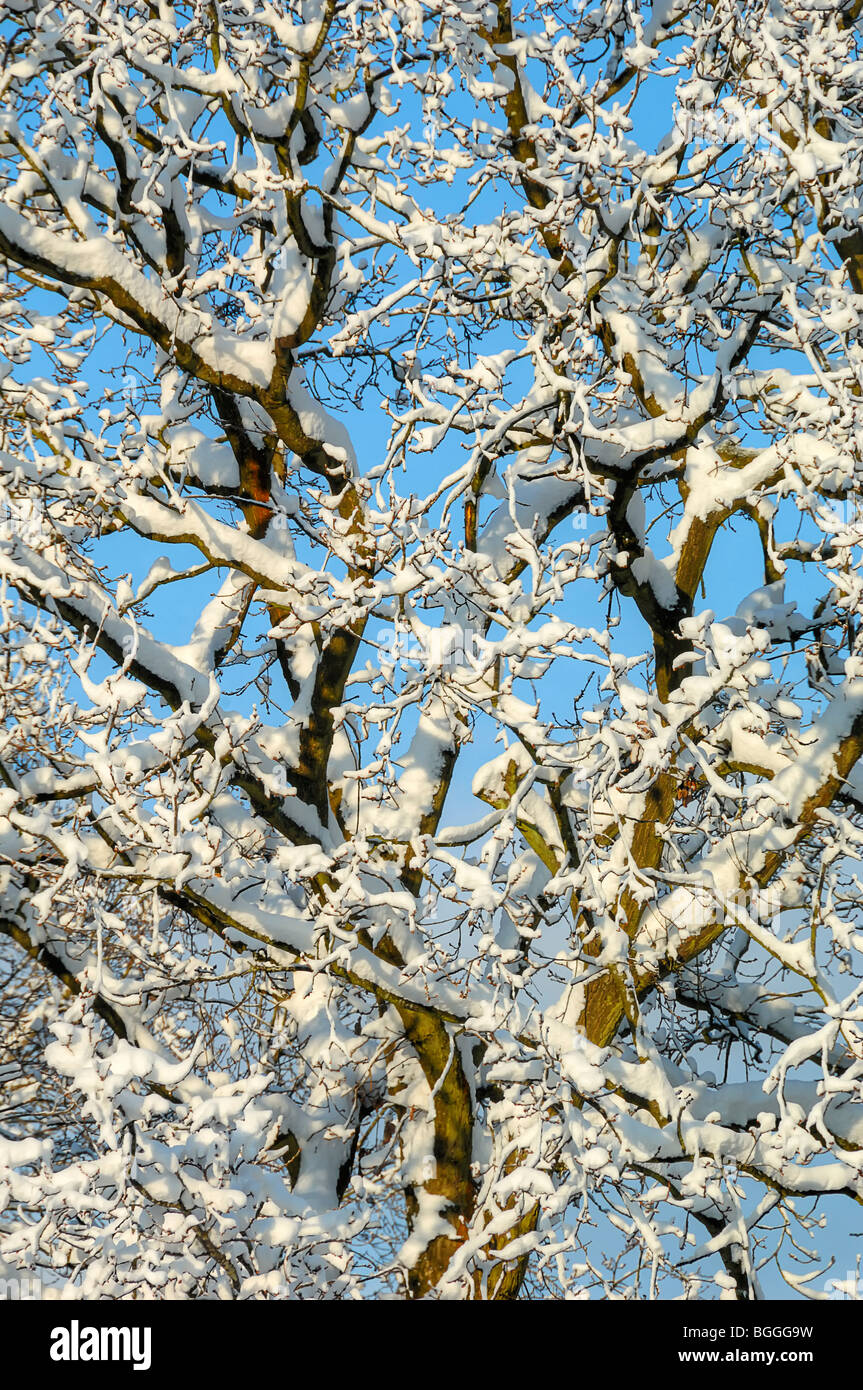 L'impatto di venti centimetri di neve su un albero di quercia in East Sussex Foto Stock