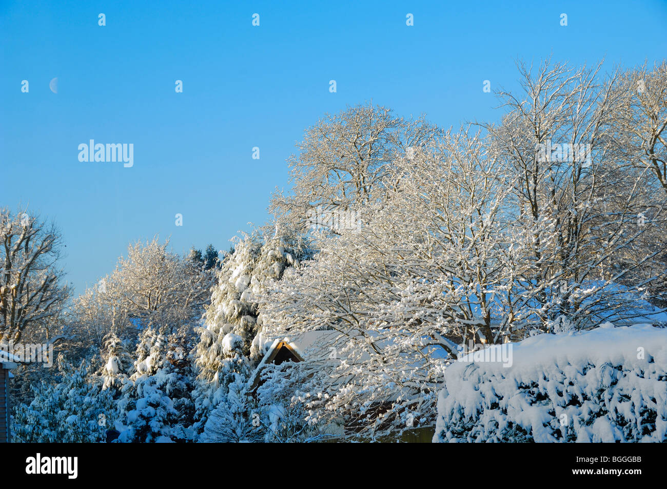 L'impatto di venti centimetri di neve su un albero di quercia in East Sussex Foto Stock