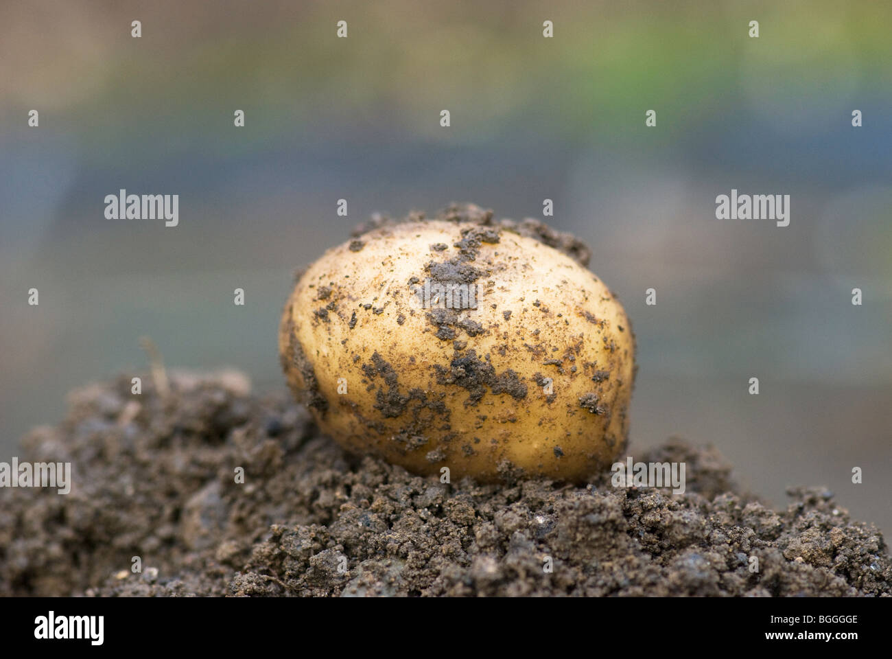 Appena scavato potato Foto Stock